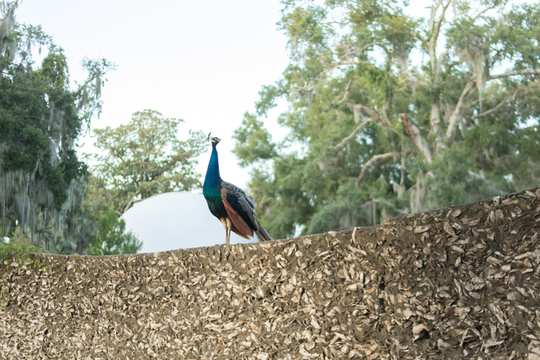 Kandace + Mitchell | St Augustine Engagement part 1